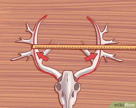 Imagen titulada Score Deer Antlers Step 8