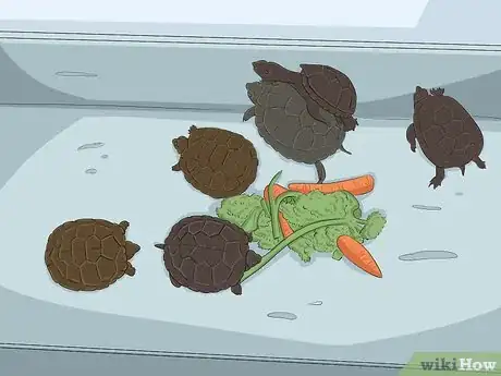 Imagen titulada Breed Turtles Step 16