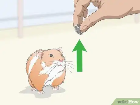 Imagen titulada Teach a Hamster Tricks Step 3