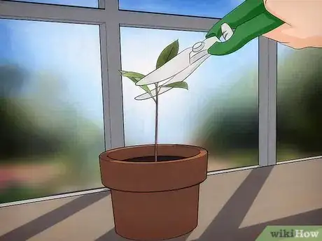 Imagen titulada Grow an Avocado Tree Step 12