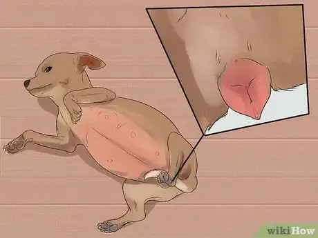 Imagen titulada Help Your Chihuahua During Labor Step 7