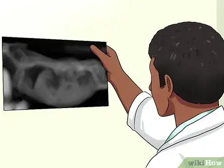 Imagen titulada Diagnose Respiratory Problems in Guinea Pigs Step 11