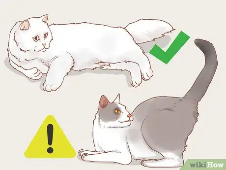 Imagen titulada Train a Therapy Cat Step 11