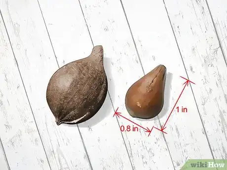 Imagen titulada Identify Hickory Nuts Step 10