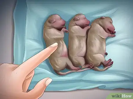 Imagen titulada Help Your Dog After Giving Birth Step 8