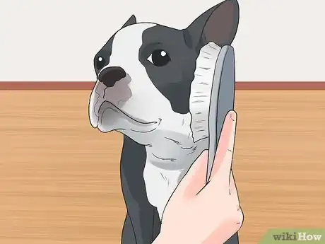 Imagen titulada Care for a Boston Terrier Step 6