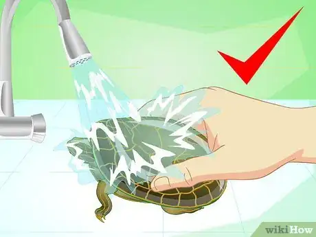 Imagen titulada Bathe a Turtle Step 1