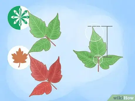 Imagen titulada Identify Poison Ivy Step 2