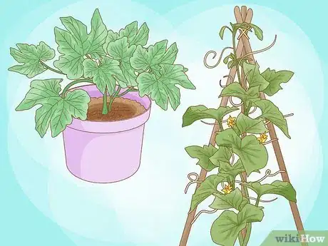 Imagen titulada Grow Cucumbers Step 6