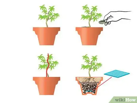 Imagen titulada Start a Bonsai Tree Step 10