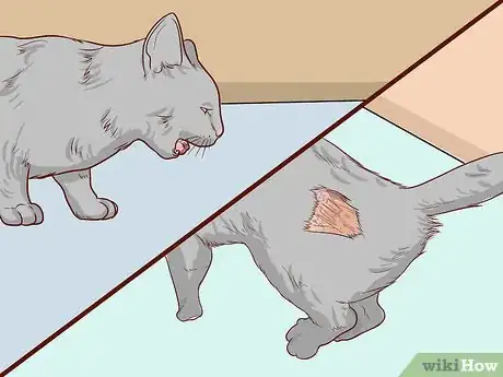 Imagen titulada Check Cats for Dehydration Step 11