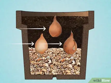 Imagen titulada Grow Tulips in Pots Step 5