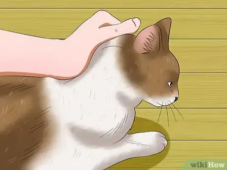 Imagen titulada Prevent Matted Cat Hair Step 10