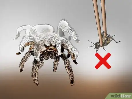 Imagen titulada Care for a Tarantula Step 14