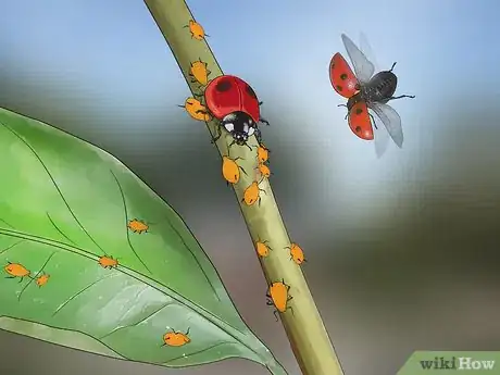 Imagen titulada Control Aphids Step 3