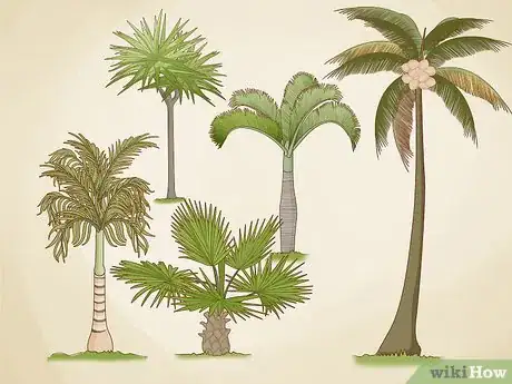 Imagen titulada Identify Palm Trees Step 9