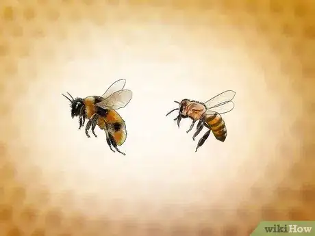 Imagen titulada Identify Africanized Honey Bees Step 1