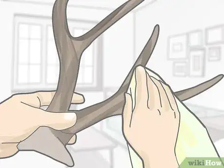 Imagen titulada Clean Deer Antlers Step 8