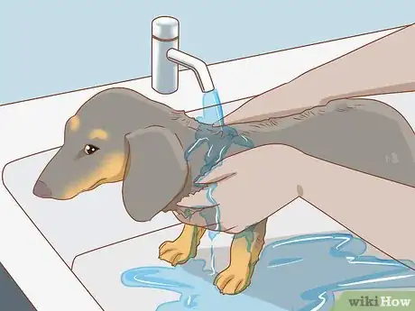 Imagen titulada Take Care of a Dachshund Step 11