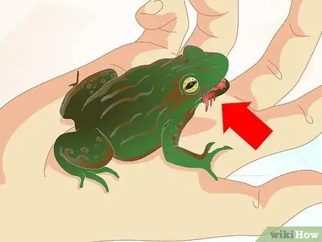 Imagen titulada Care for a Sick Frog with Red Leg Disease Step 3