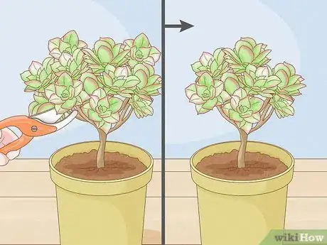 Imagen titulada Prune Succulents Step 5