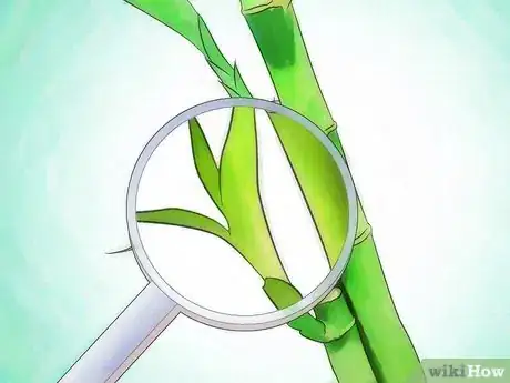 Imagen titulada Grow Lucky Bamboo Step 11