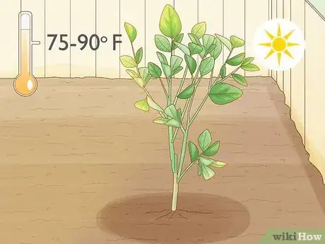 Imagen titulada Grow an Orange Tree Step 12