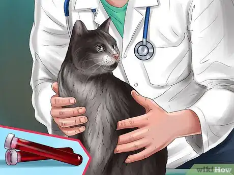 Imagen titulada Treat a Cat with a Tail Pull Injury Step 5