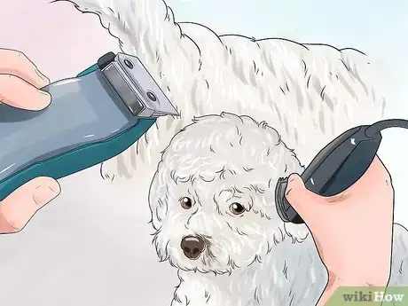 Imagen titulada Fluff Your Bichon Frise Step 11