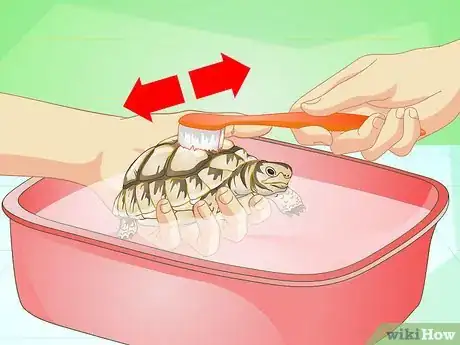 Imagen titulada Bathe a Turtle Step 15