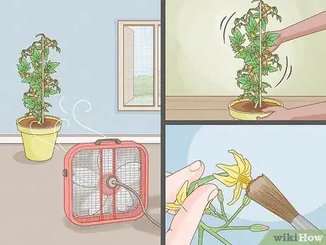 Imagen titulada Grow Tomatoes Indoors Step 10