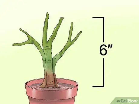 Imagen titulada Prune a Schefflera Plant Step 6