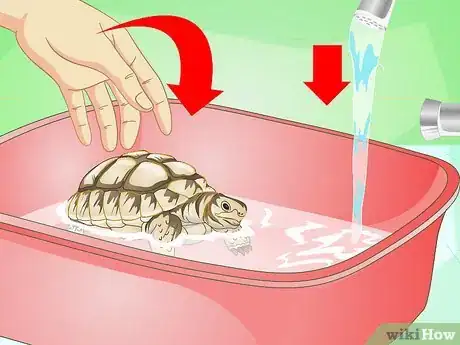 Imagen titulada Bathe a Turtle Step 12