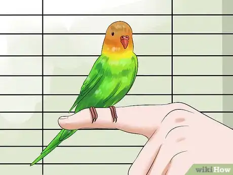 Imagen titulada Tame Your Budgies Step 10