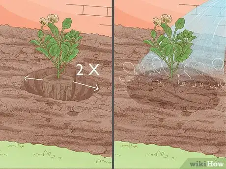 Imagen titulada Grow Lantana Plants Step 9