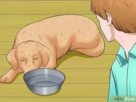 Imagen titulada Determine if a Dog Is Dehydrated Step 6