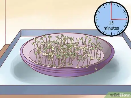 Imagen titulada Grow Alfalfa Sprouts Step 19