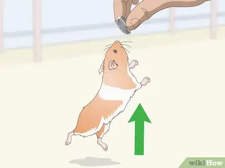 Imagen titulada Teach a Hamster Tricks Step 6