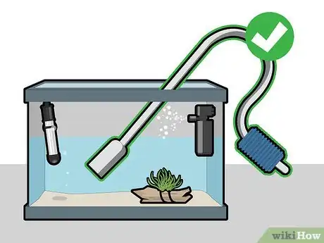 Imagen titulada Grow Java Moss Step 11