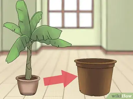 Imagen titulada Grow Banana Trees in Containers Step 13