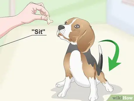 Imagen titulada Train Your Beagle Step 14