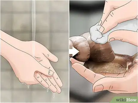 Imagen titulada Care for Giant African Land Snails Step 11