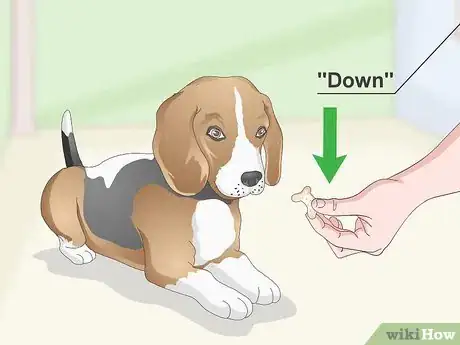 Imagen titulada Train Your Beagle Step 16