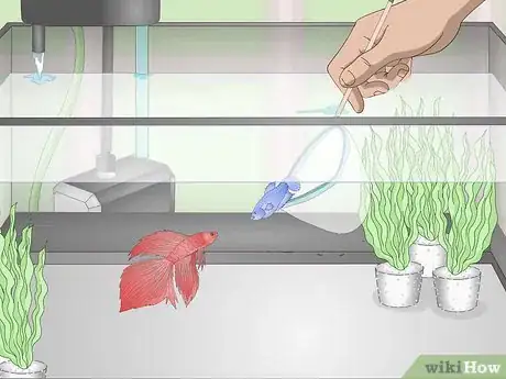 Imagen titulada Selectively Breed Betta Fish Step 14