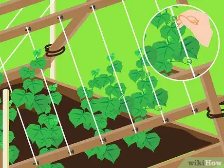 Imagen titulada Trellis Cucumbers Step 20