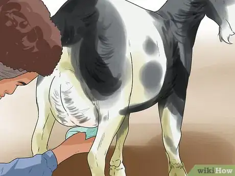 Imagen titulada Treat Mastitis in a Goat Step 9