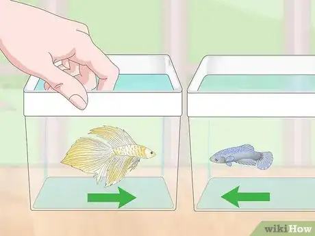 Imagen titulada Selectively Breed Betta Fish Step 22