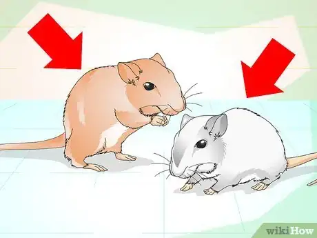 Imagen titulada Tame Your Gerbils Step 1