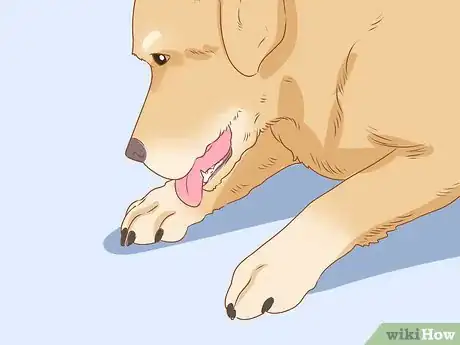 Imagen titulada Tell if Your Dog Is Depressed Step 10