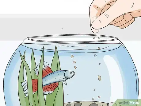 Imagen titulada Tell How Old a Betta Fish Is Step 5